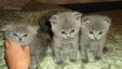 Продаются котята :: <div class='title'>Текст объявления</div><div class='desc'>Продаются три очаровательных котенка, с плюшевой набивной шубкой. Окрас голубой. Два мальчика : страйт и фолд, и девочка фолд. Котята рождены 16.05.2011г. Готовы переехать в новый дом в середине июля. Котята крупные , игривые , приучены к лотку.</div><div class='title'>Контакт</div><div class='contact'>Вопросы по телефону: 8-916-858-11-08, ЛАРИСА.</div><div class='title'>Цена</div><div class='price'>6000 руб.</div><div class='title'>Фото:</div><div class='images_box'><img src='http://kratovo.net/components/com_djclassifieds/images/39_kat2.jpg.ths.jpg' /><img src='http://kratovo.net/components/com_djclassifieds/images/39_kat.jpg.ths.jpg' /><img src='http://kratovo.net/components/com_djclassifieds/images/39_kat3.jpg.ths.jpg' /></div>